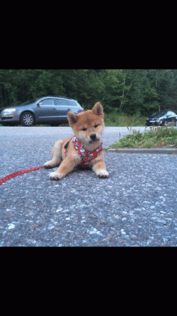 IMG_3855_01.gif IMG_3855_01.gif